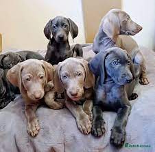 Weimaraner Dog Breeder