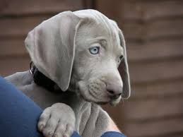 Weimaraner Puppies For Sale